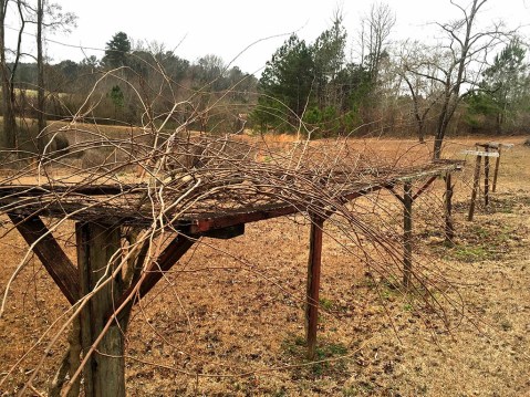 Old Vines before